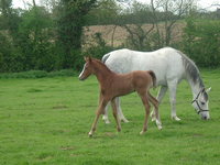 Endurance avec EARL de la ROSE